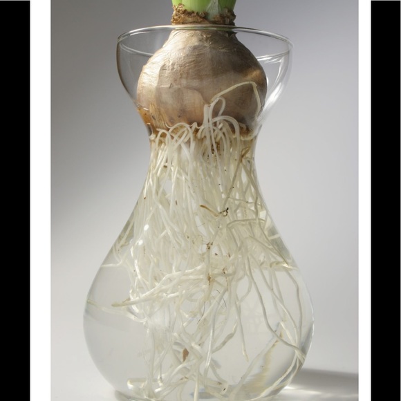 Spring Bulb Forcing Vase Frosted Crackle Glass Hyacinth Amaryllis Crocus Tulip - Picture 4 of 8